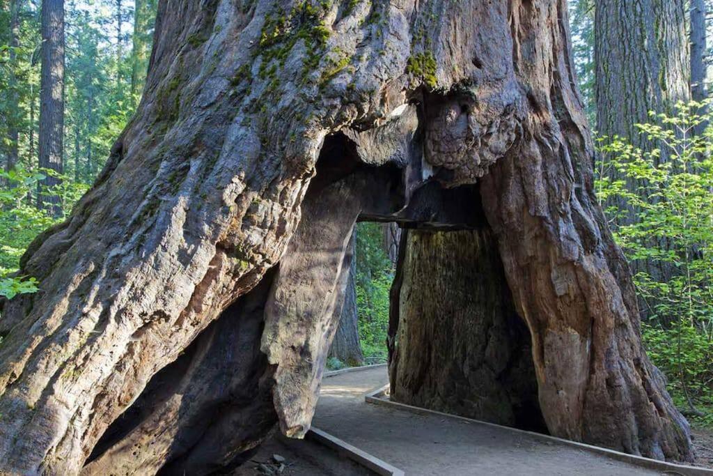 Cedar Oasis - Home Base To Big Trees Arnold Eksteriør billede