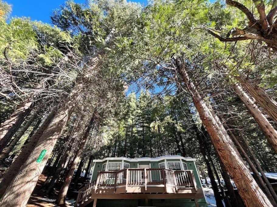 Cedar Oasis - Home Base To Big Trees Arnold Eksteriør billede